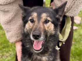 Zuhause gesucht für Lambada