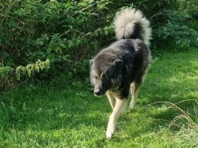 Dean sucht sein Für-Immer-Zuhause