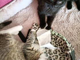 Main coon Mix abzugeben in liebevolle Hände