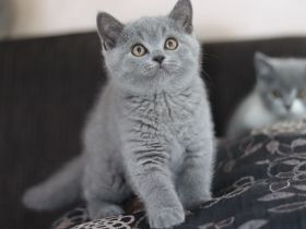 Reinrassige Britischkurzhaar BKH Kitten vom Züchter mit Stammbaum