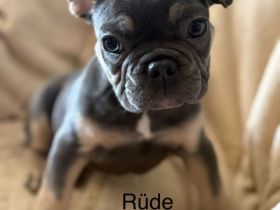 Französische Bulldogge Welpen