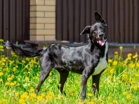 Junger Pluto such zuhause