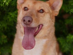 Wunderschöne Vesta sucht ihren platz