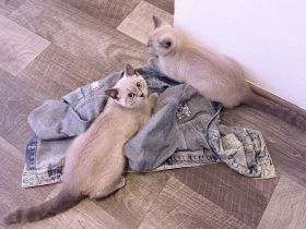 Bkh zwei süße Mädchen abgabebereit