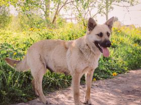 Wunderschöne Linda sucht