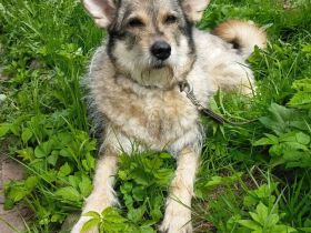 Wuschel Marta wartet auf ihre Menschen