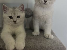 Britisch Kurzhaar Kater