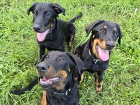 Beauceron-Welpen (Berger de Beauce)