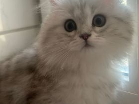 Britisch-Kurzhaar Kitte abzugeben – 2x geimpft & entwurmt