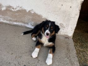 Australien Shepherd Welpen