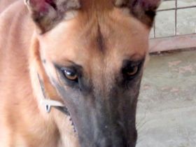 Reuben 2, männlicher Malinois-Mix