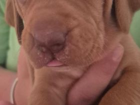 Magyar vizsla welpen mit Ahnentafel