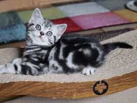 Gryffindors hat noch einen zauberhaften "Hogwarts-Absolventen"