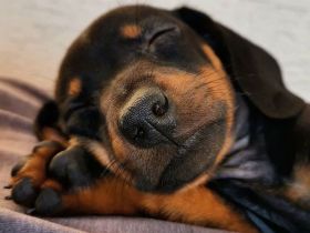 Dackel vom Böhmerwald