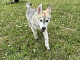 Sibirian Husky Welpen