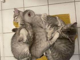 Geboren am 20. März 2025 – Abgabe ab sofort möglich