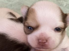 Zuckersüße kurzhaar Chihuahua Welpen