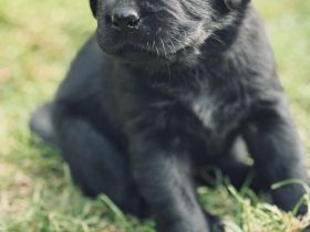 Labrador Welpe  Junghund