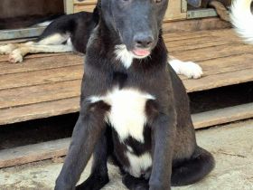 Peppi sucht sein Für-immer-Zuhause