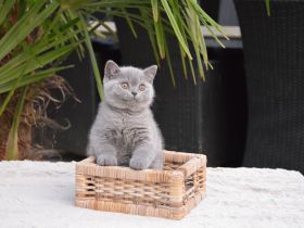 Traumhafte Britisch Kurzhaar Kätzchen mit Champion-Abstammung