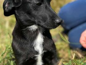 Sally sucht ihr Für-immer-Zuhause