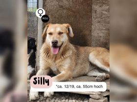 SILLY seht sich nach einem Zuhause