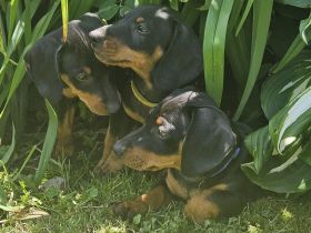 Dackelwelpen (Doxie-Pin)