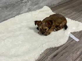 Yorshire Terrier Chihuahua Mix (Chorkie)