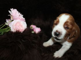 Welsh Springer Spaniel-Welpen mit Stammbaum Zertifikat zum Verkauf an