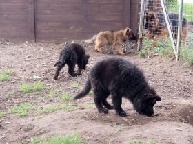 Deutscher Schäferhund Stockhaar lang Welpe zu verkaufen