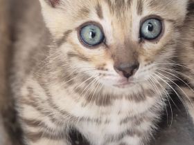 Bengalkatzen mit Stammbaum