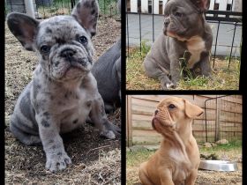 Französische Bulldogge Welpen Lilac Merle, choco isabella