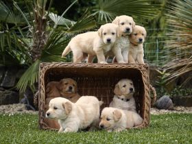 Reinrassige Golden Retriever Welpen suchen ein liebevolles Zuhause