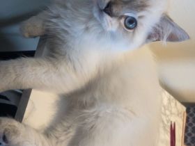 Weibliches Ragdoll-Kätzchen