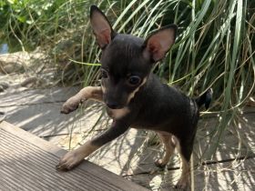 Wunderschöne Toy Terrier Hündin sucht liebevolles Zuhause 🐾
