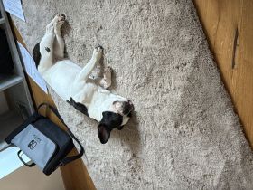 1 jährige reinrassige französische Bulldogge