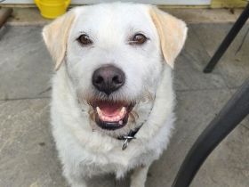 Alterswohnsitz für Claudius gesucht