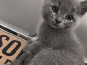 BKH Persermix KItten in gute Hände abzugeben