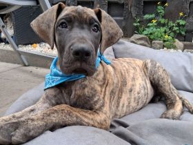 Deutsche Doggen Welpe Rüde, gestromt, 10 Wochen