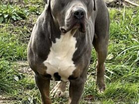 American bully xl sucht ein neues Zuhause