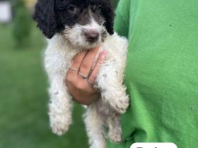 Spanische Wasserhund Welpen - sofort Abgabebereit  Perro de Aqua Espanol