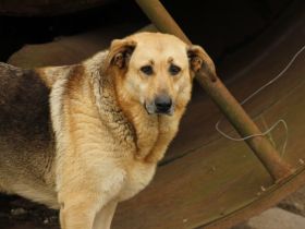 Luna sucht ihr großes Glück