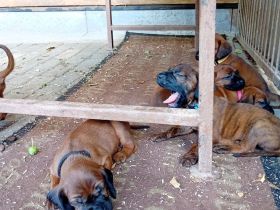 Hannoverscher Schweisshunde Welpen