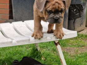 Bulldoggen Welpen englisch französisch Mix