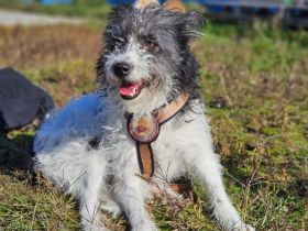 Gispy - gütig aber ängstlich