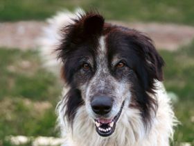 Liebenswerter Balu mit dem frechen Stehohr