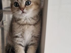 BKH britisch Kurzhaar Black-golden- Shaded Kitten