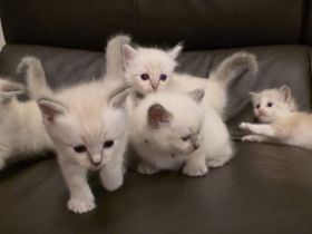 Traumhafte reinrassige Ragdolls 5 Kitten