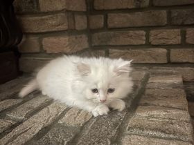 Wunderschöne Perser-Maine-Coon-Mix Kätzchen abzugeben 🐾