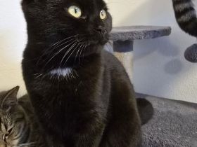 Britisch Kurzhaar mix Kitten abzugeben